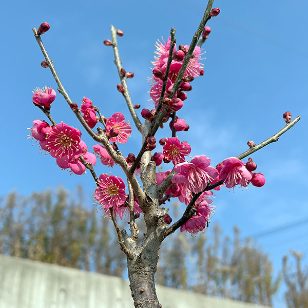 ハナウメ（花梅）：大盃（オオサカズキ）盆栽仕立て4号鉢植え