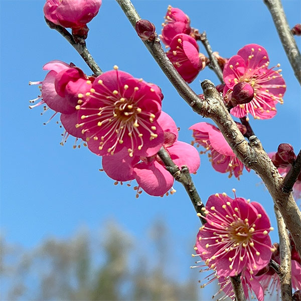 ハナウメ（花梅）：大盃（オオサカズキ）盆栽仕立て4号鉢植え