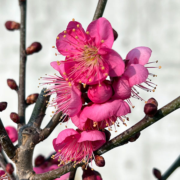 ハナウメ（花梅）：大盃（オオサカズキ）盆栽仕立て4号鉢植え