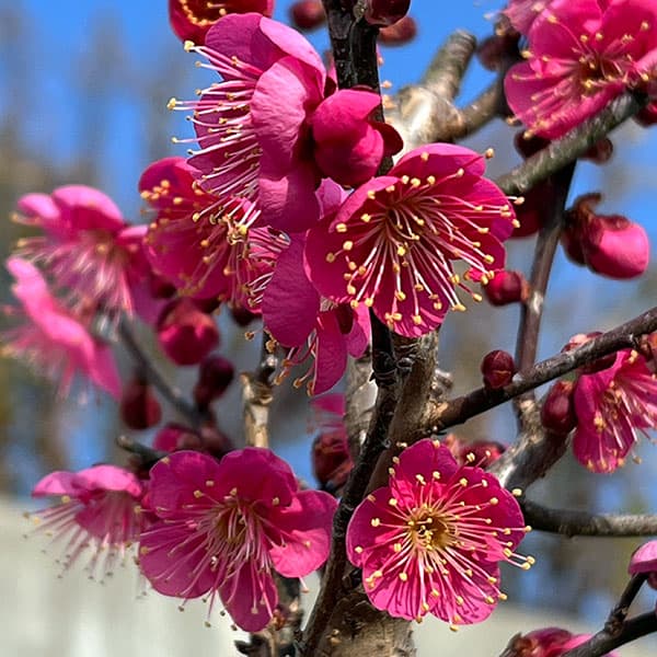 ハナウメ（花梅）：大盃（オオサカズキ）盆栽仕立て4号鉢植え
