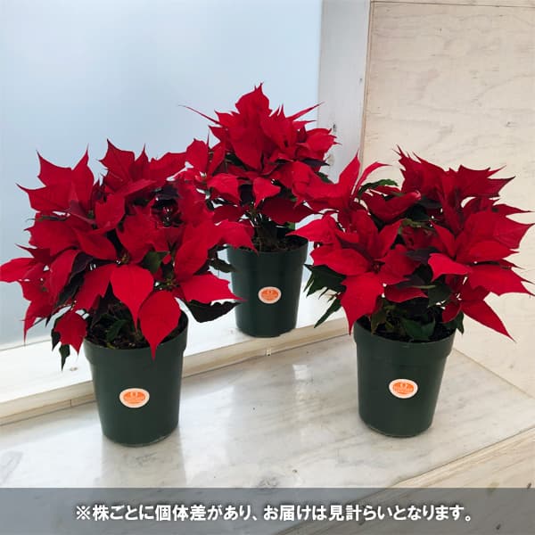 ポインセチア：イタリアンレッドグランデ 4号鉢植え