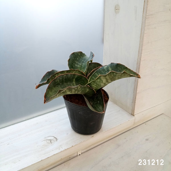 園芸ネット本店｜サンセベリア：ドラゴンウィング 3号ポット の通販