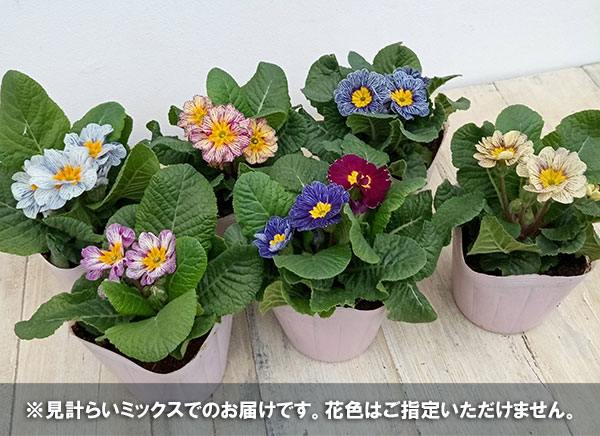 プリムラ：ジュリアン ヴィンテージデニム（花色アソート）3.5号ポット