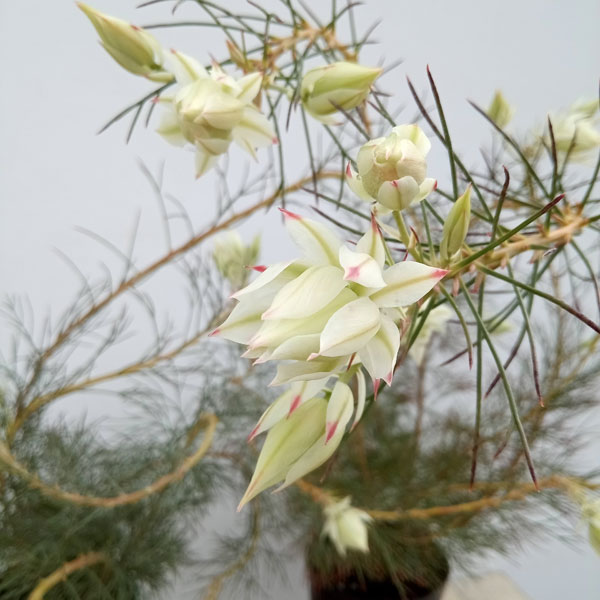 セルリア　ブラッシングブライト　7号　オージープランツ　白花　鉢苗 セルリア ブラッシングブライト 7号 オージープランツ 白花 鉢苗