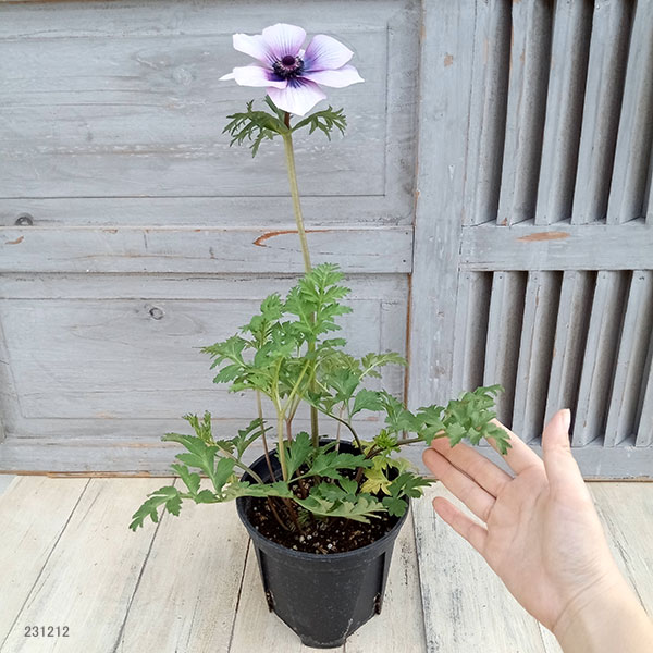 アネモネ：モナリザ ・パール5号鉢植え