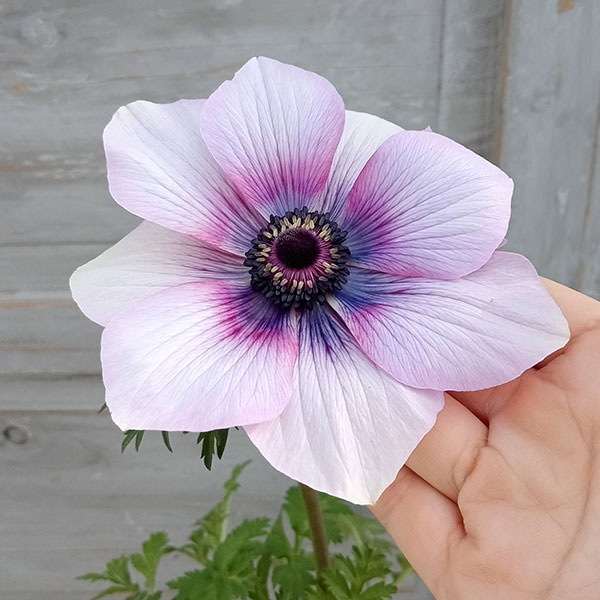 アネモネ：モナリザ ・パール5号鉢植え