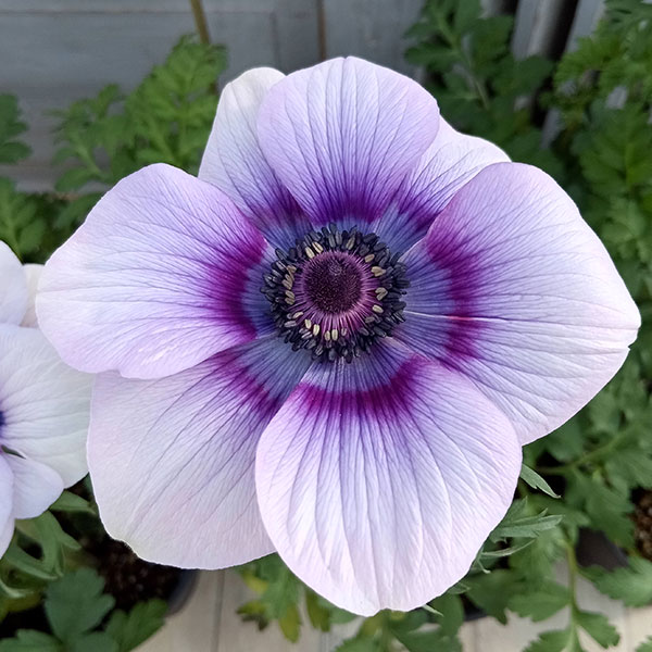 アネモネ：モナリザ ・パール5号鉢植え