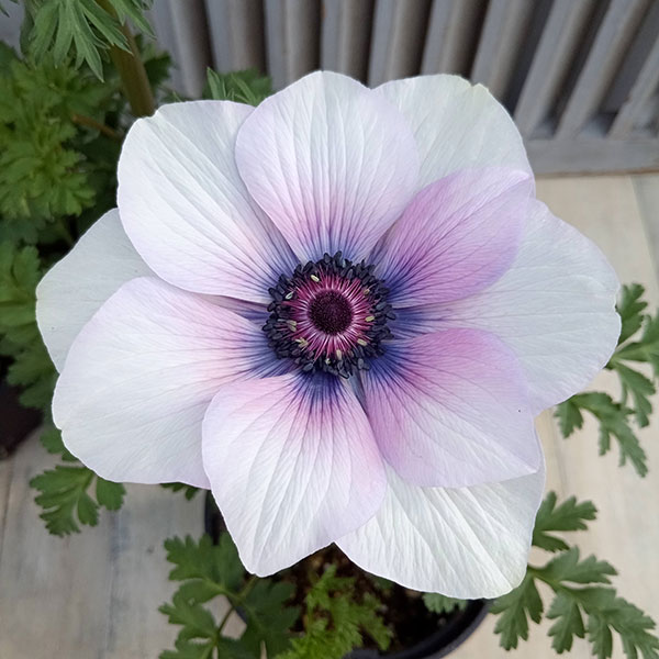 アネモネ：モナリザ ・パール5号鉢植え