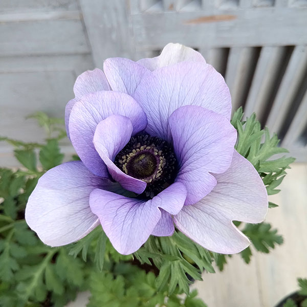 アネモネ：モナリザ ・パール5号鉢植え