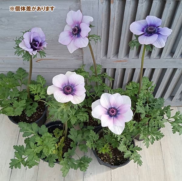 アネモネ：モナリザ ・パール5号鉢植え