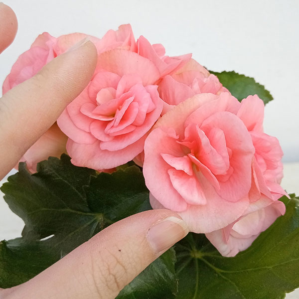 リーガースベゴニア:サーモンピンク3.5号鉢植え