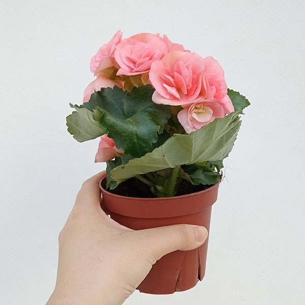 リーガースベゴニア:サーモンピンク3.5号鉢植え