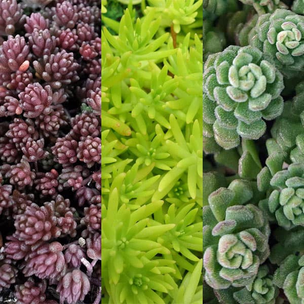 セダム3号ポット 3種セットA