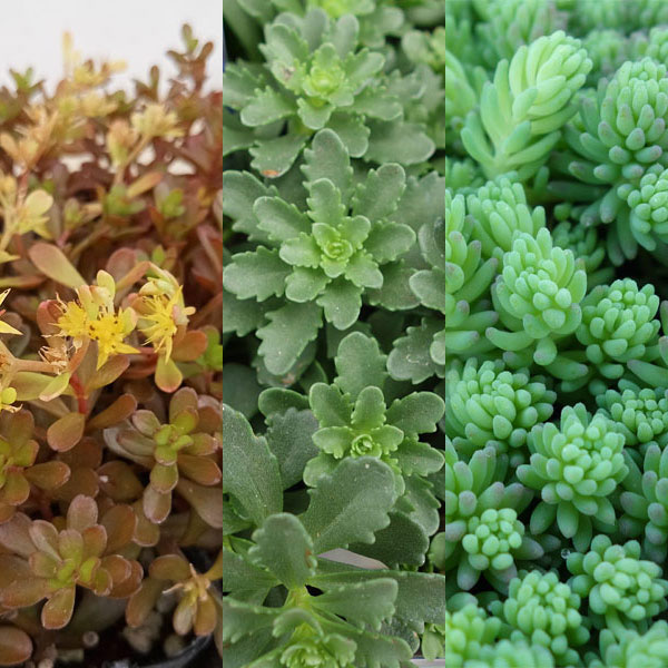 セダム3号ポット 3種セットB