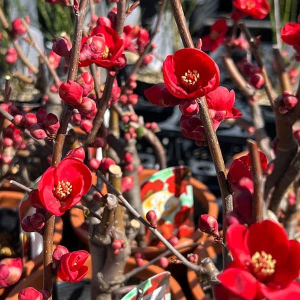 園芸ネット本店｜ボケ（木瓜）：黒潮（クロシオ）4号鉢植え の通販【公式】