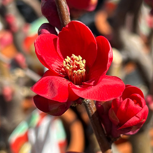 園芸ネット本店｜ボケ（木瓜）：黒潮（クロシオ）4号鉢植え の通販【公式】