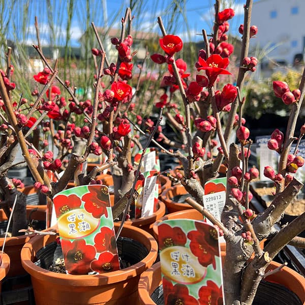 園芸ネット本店｜ボケ（木瓜）：黒潮（クロシオ）4号鉢植え の通販【公式】