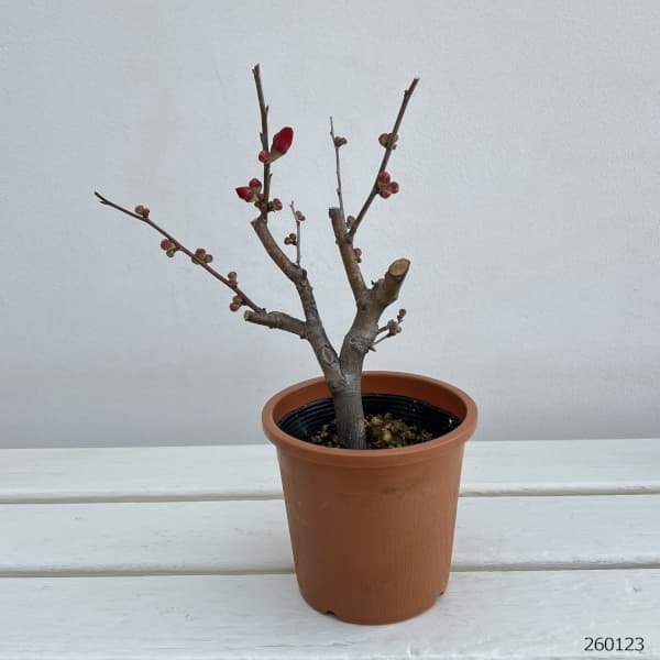 園芸ネット本店｜ボケ（木瓜）：黒潮（クロシオ）4号鉢植え の通販【公式】