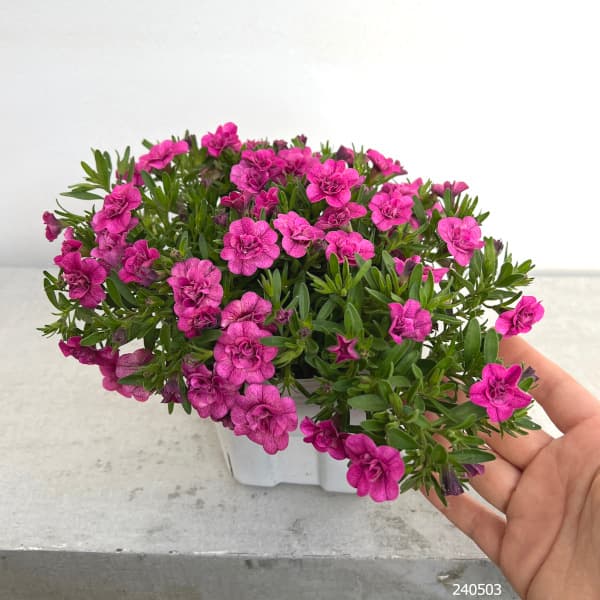 園芸ネット本店｜カリブラコア：ミリオンベルハンディ こんもりピンク4