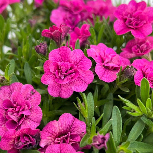 園芸ネット本店｜カリブラコア：ミリオンベルハンディ こんもりピンク4