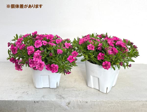 園芸ネット本店｜カリブラコア：ミリオンベルハンディ こんもりピンク4