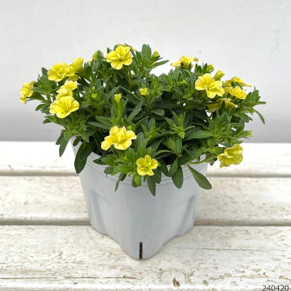 ミリオン 楽天ブックス: THE IDOLM@STER MILLION BATTLE OF THE@TER OP 頂上決戦