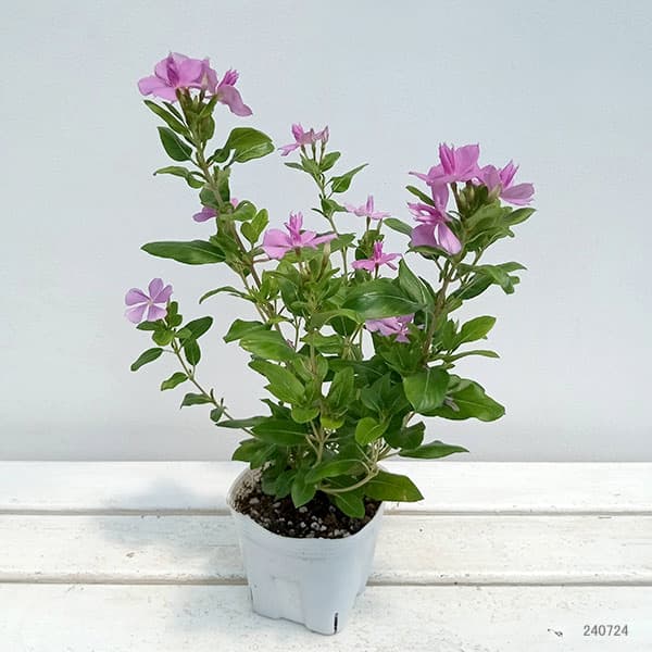 園芸ネット本店｜ニチニチソウ：サニープリンセス ブルー4号ポット(R