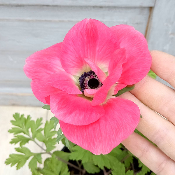 アネモネ：モナリザ ・コーラルピンク5号鉢植え