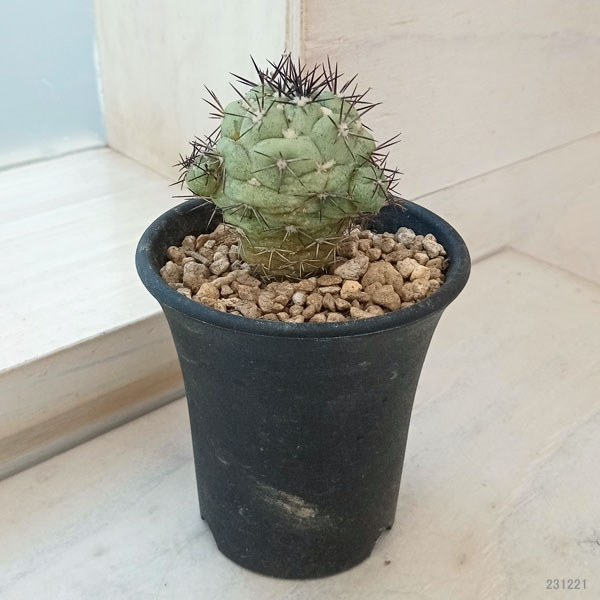 園芸ネット本店｜オルテゴカクタス マクドガリー 2.5号23-01 の通販