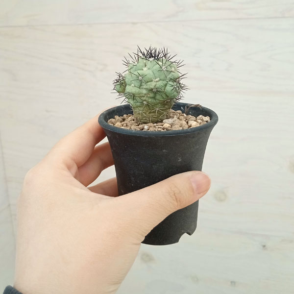 園芸ネット本店｜オルテゴカクタス マクドガリー 2.5号23-01 の通販