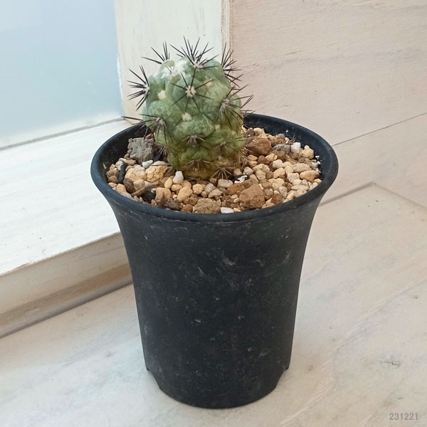 園芸ネット本店｜オルテゴカクタス マクドガリー 2.5号23-02 の通販