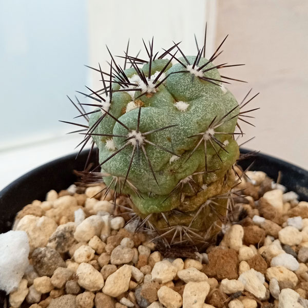 サボテン　マクドガリー　BkPP 園芸ネット本店｜オルテゴカクタス マクドガリー 2.5号23-07 の通販