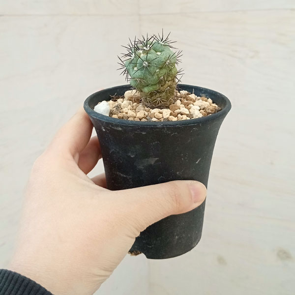 オルテゴカクタス マクドガリー 2.5号23-07 の通販 | 園芸ネット