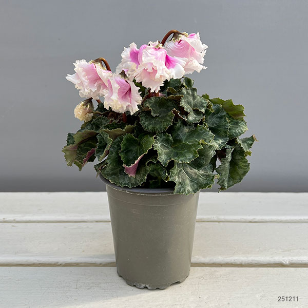 シクラメン:クロシェット(ホワイトピンクバイカラー系)3号ポット