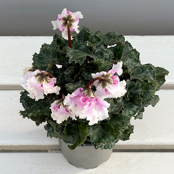 シクラメン:クロシェット(ホワイトピンクバイカラー系)3号ポット