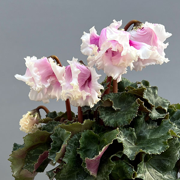 シクラメン:クロシェット(ホワイトピンクバイカラー系)3号ポット