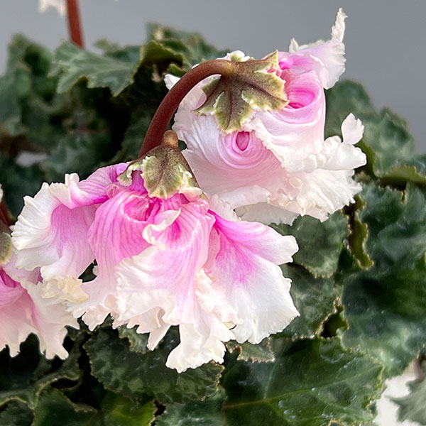 シクラメン:クロシェット(ホワイトピンクバイカラー系)3号ポット