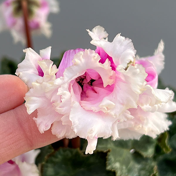 シクラメン:クロシェット(ホワイトピンクバイカラー系)3号ポット