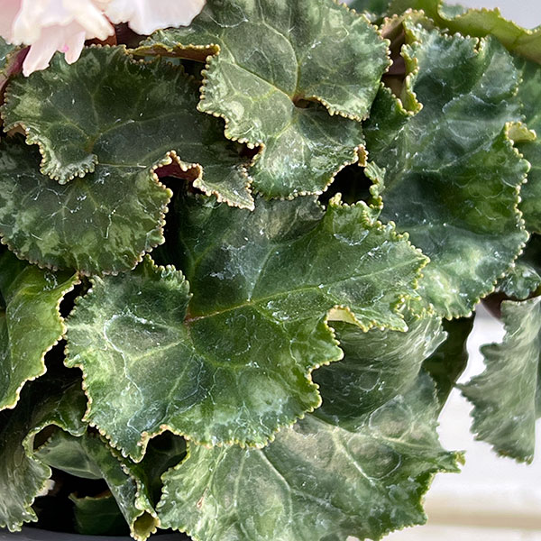 シクラメン:クロシェット(ホワイトピンクバイカラー系)3号ポット