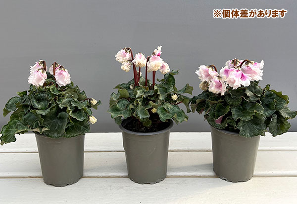 シクラメン:クロシェット(ホワイトピンクバイカラー系)3号ポット