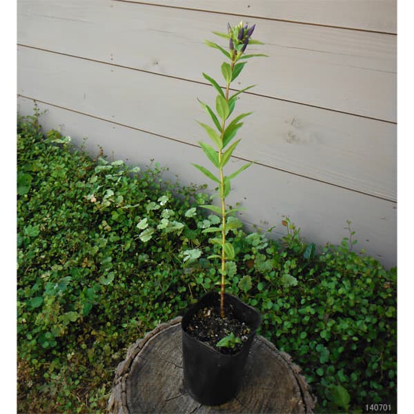 高性リンドウ:紫花3号ロングポット