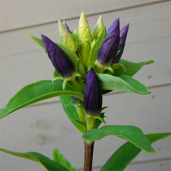 高性リンドウ:紫花3号ロングポット