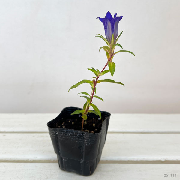 高性リンドウ:紫花3号ロングポット