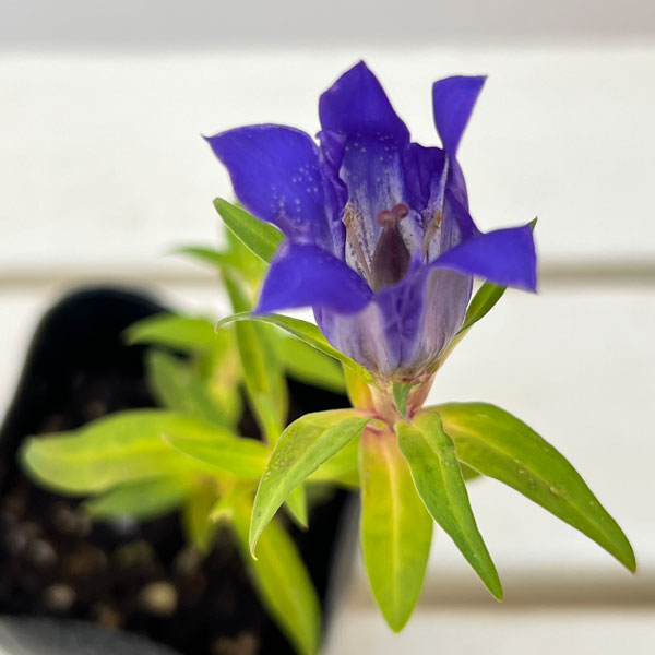 高性リンドウ:紫花3号ロングポット