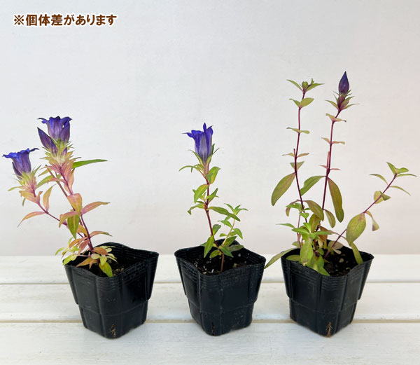 高性リンドウ:紫花3号ロングポット