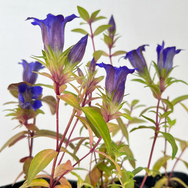 高性リンドウ:紫花3号ロングポット