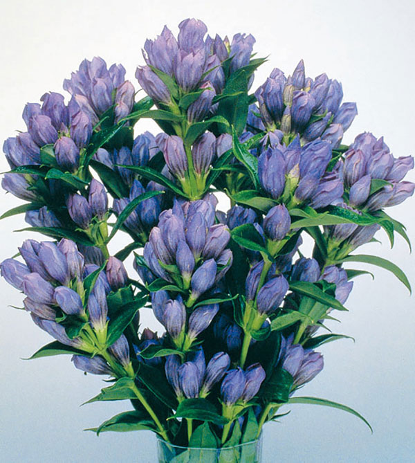 高性リンドウ:紫花3号ロングポット