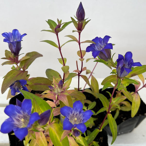 高性リンドウ:紫花3号ロングポット