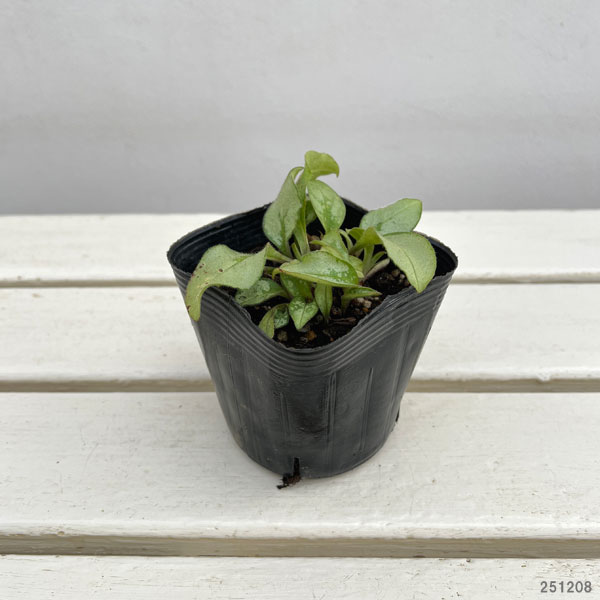 プルモナリア：マジェスティー3.5号ポット