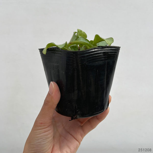 プルモナリア：マジェスティー3.5号ポット